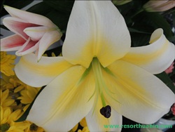 ҹѴ͡Թ Shanel LK Flower Hua Hin Thailand